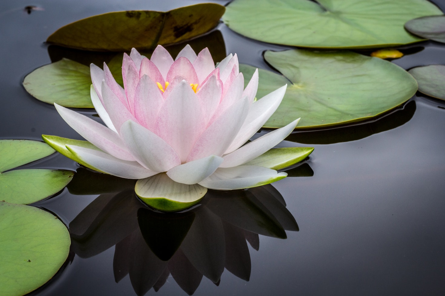 Ecological Awareness: Building Sustainable Futures